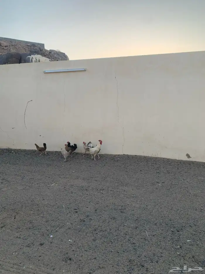بلدي  دجاج طيب  موقع بيشة  عدد 6 0