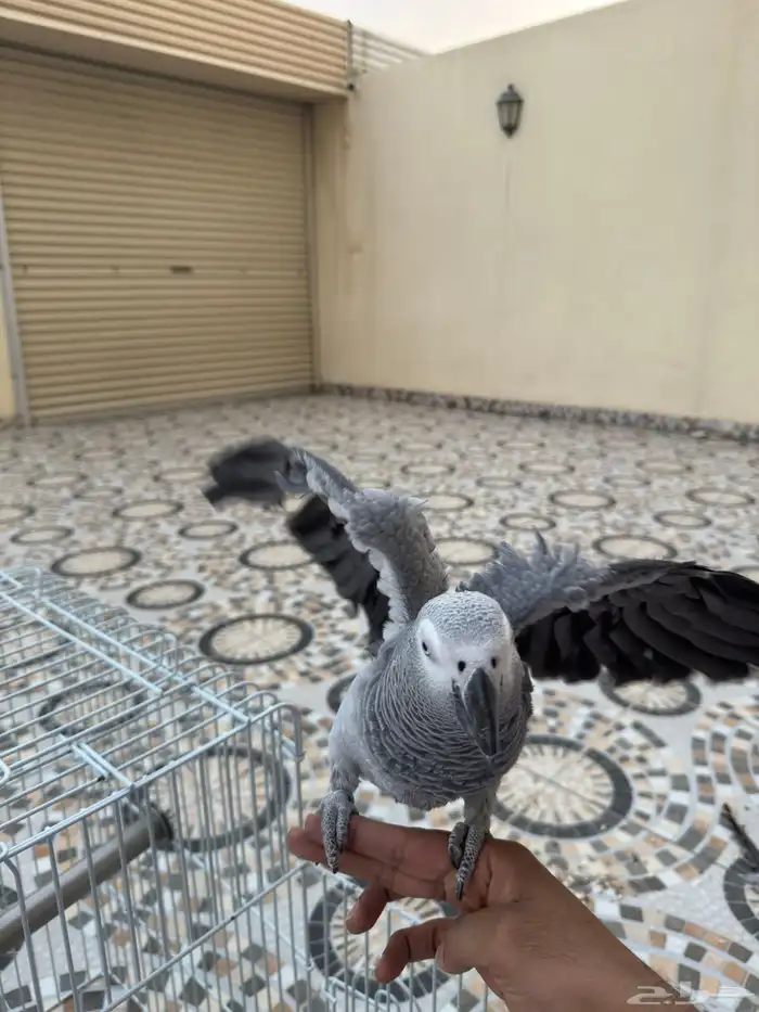 كاسكو اليف طفرة 0