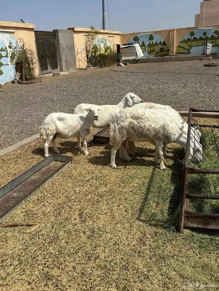 ضأن حريات دفيع وضريع باين 10