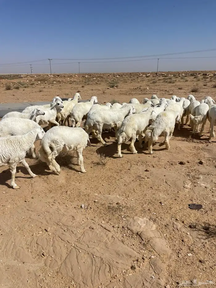 بهم حري مراح 1