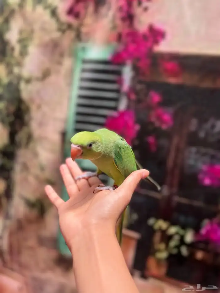انثى دره اليفه و هناك مقاطع و متكلمه تسوي بوسات حمامه 0