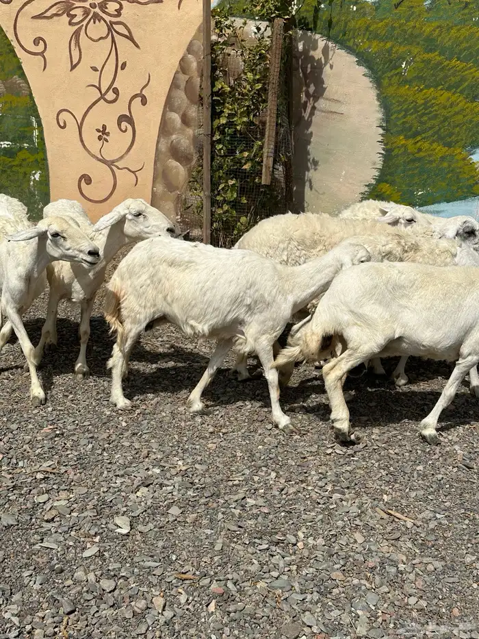 ضأن حريات دفيع وضريع باين 5