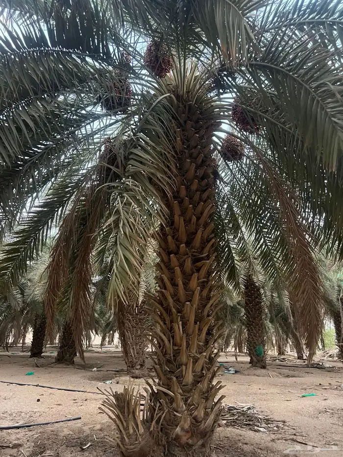للبيع نخل باطوال مختلفة 9