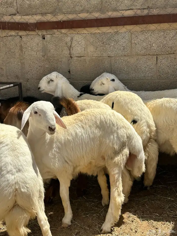 طليان حريه عماره من 7شهور وحولها شرط صح شرط نضافه شرط كروش 2