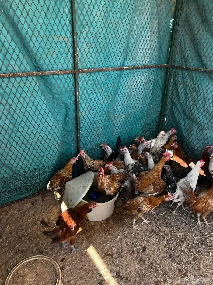 ديوك اربع شهور ونص 2