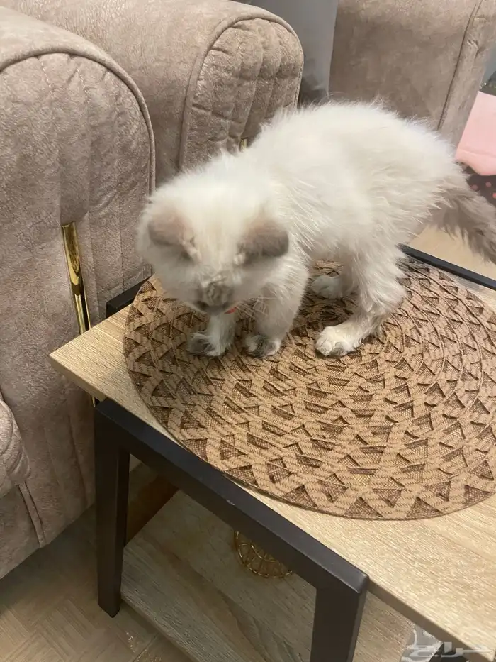 قط هيمالايا للبيع 1