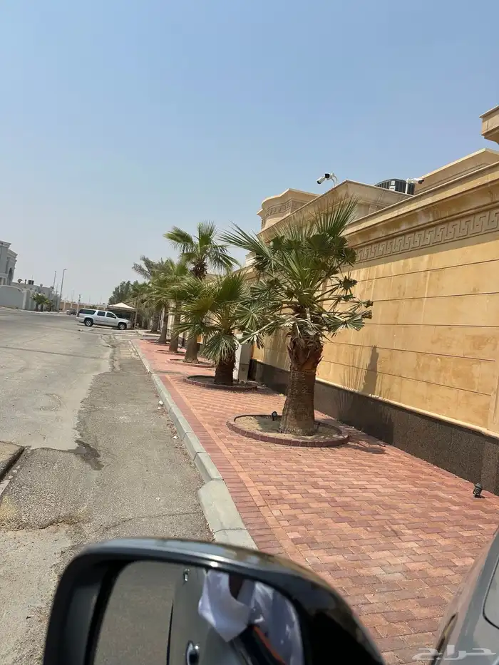 للبيع شجر واشنطني 1