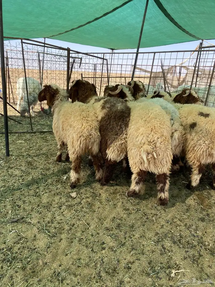 بهم نعيم جبر جذعان مراح واحد 7