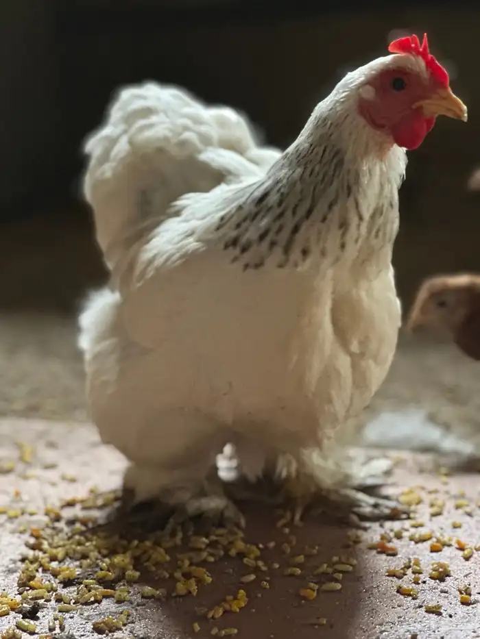 دجاج 6