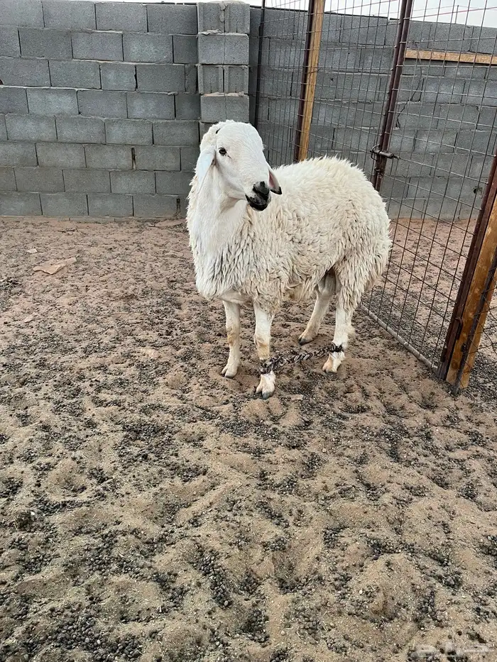 خاروف 2