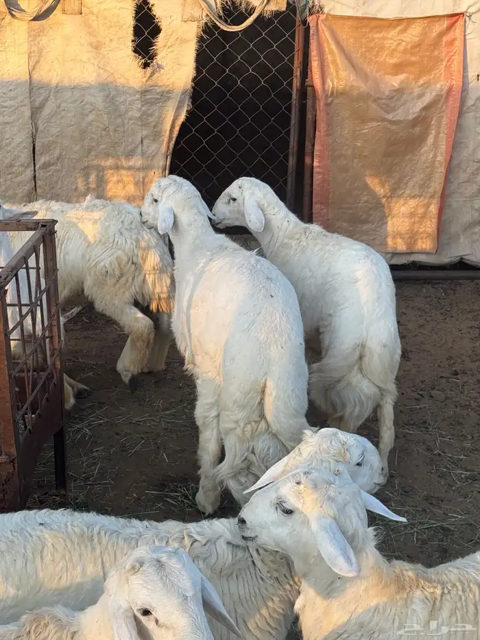 يوجد خرفان ورخال حريه بلدي علي الشرط مع السلخ والتوصيل 15