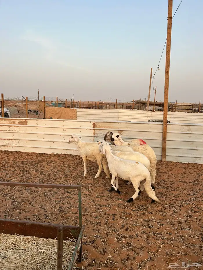 خرفان سواكن 8