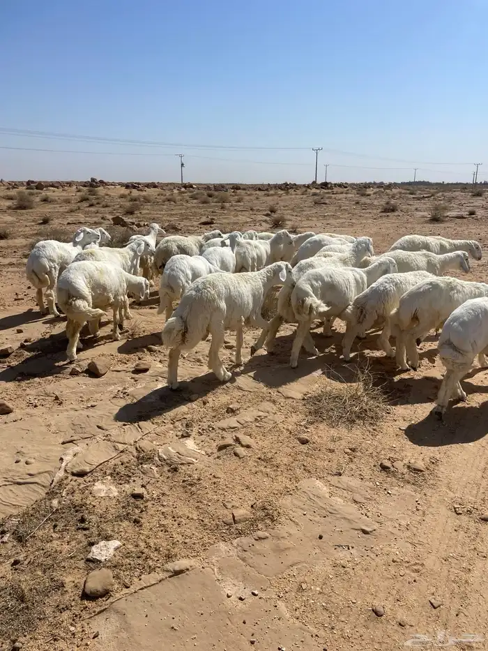 بهم حري مراح 6