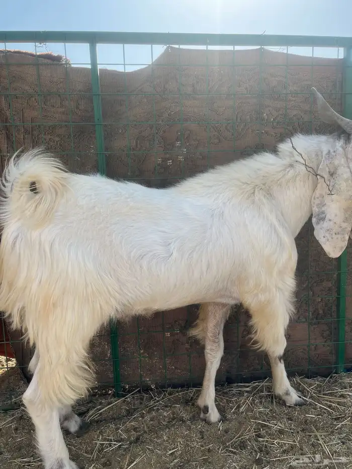 تيس فحل  ابيض  فاخر 6
