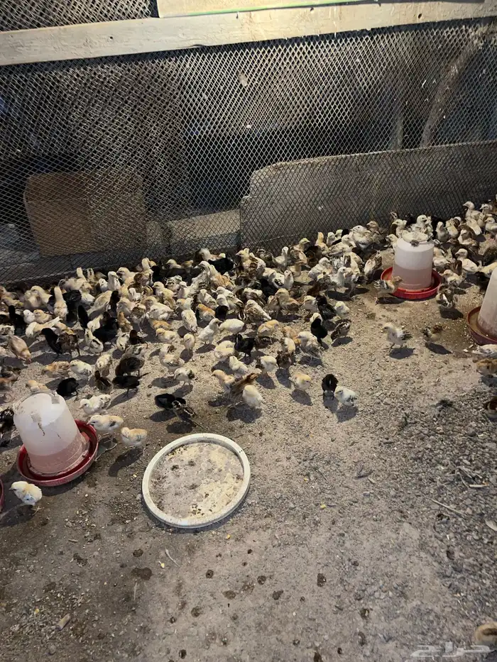 دجاج وصوص بلدي وفيومي كوشن مفتل العداد مفتوح 16