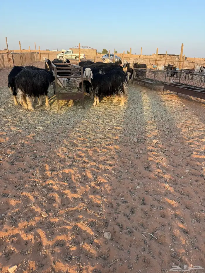 نجد صنف 4
