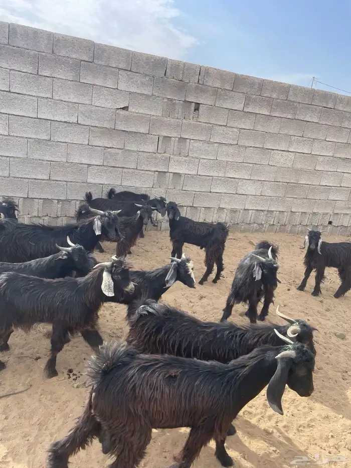 تيوس للبيع 1