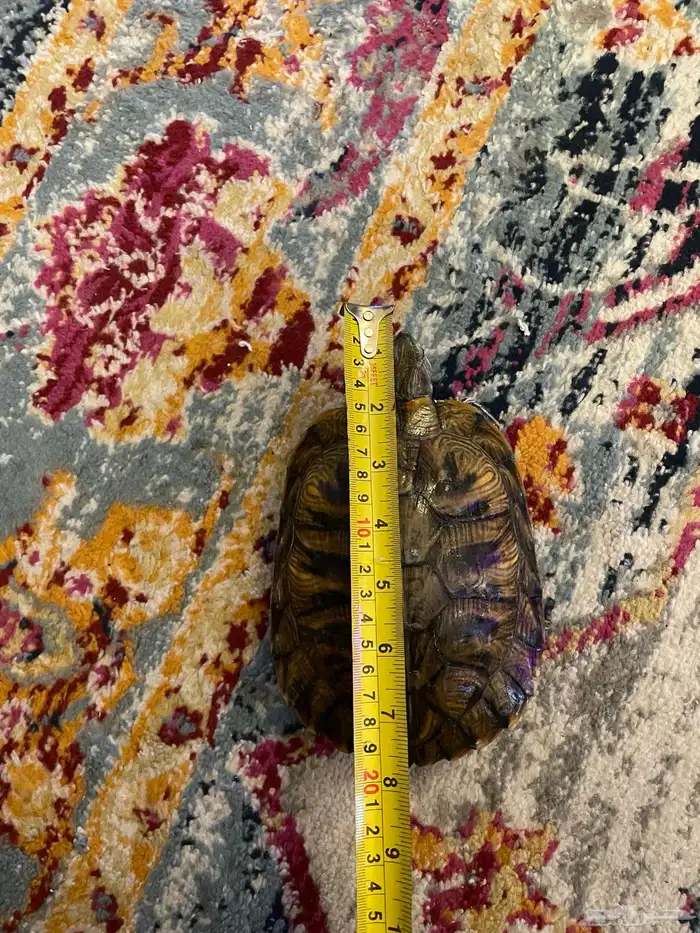 سلاحف برمائيه احجام كبيره 5