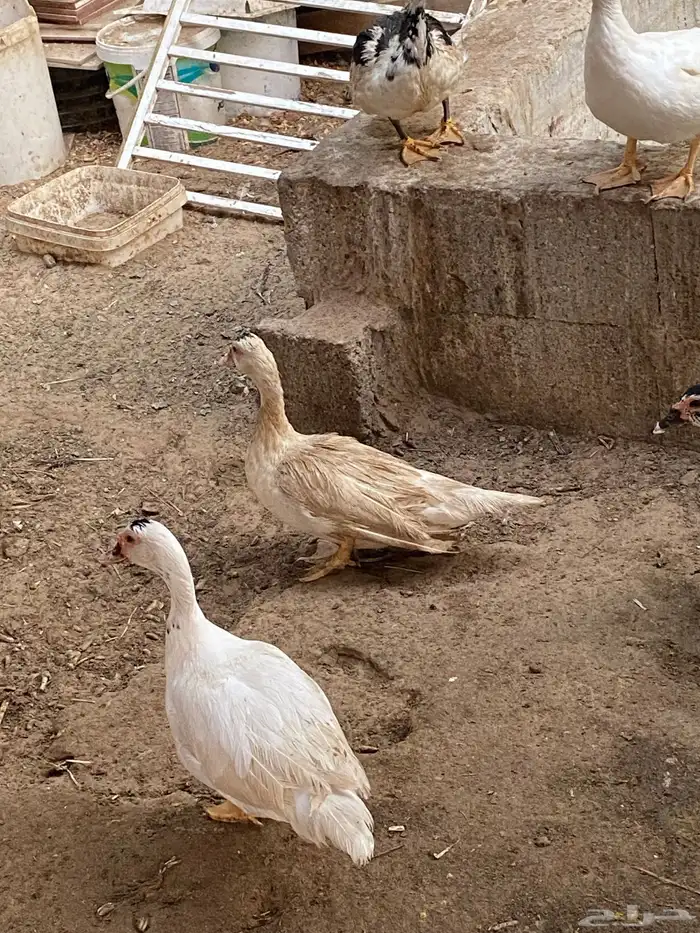 بط مصري ابيض 5