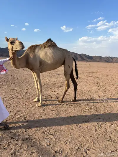 بكره بنت خوف طيبه بلحيل index