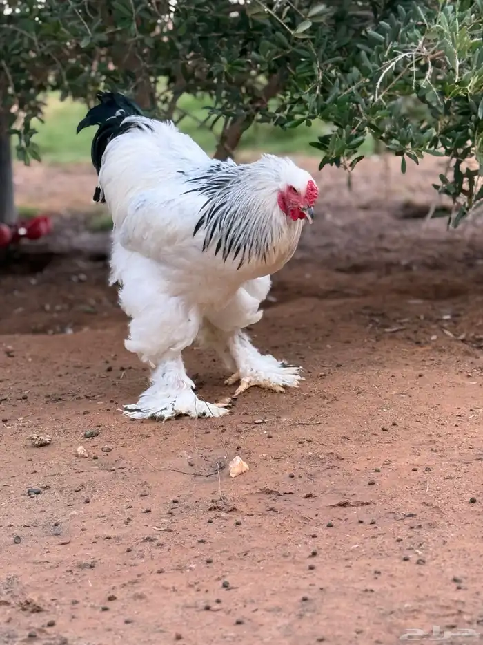 بيض براهما كولمبي كونك 3