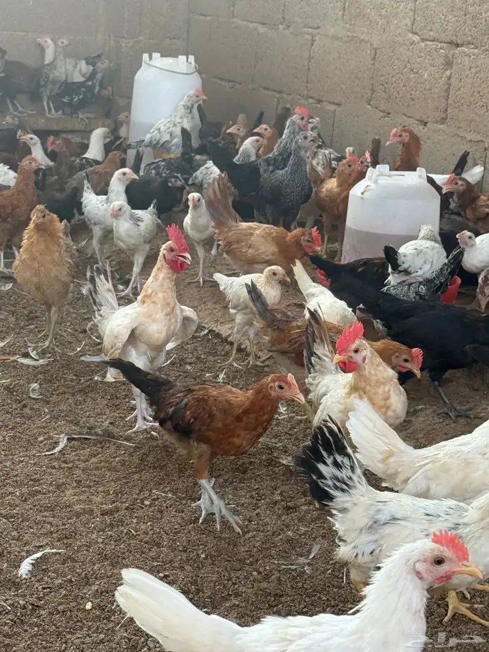 دجاج بلدي 5