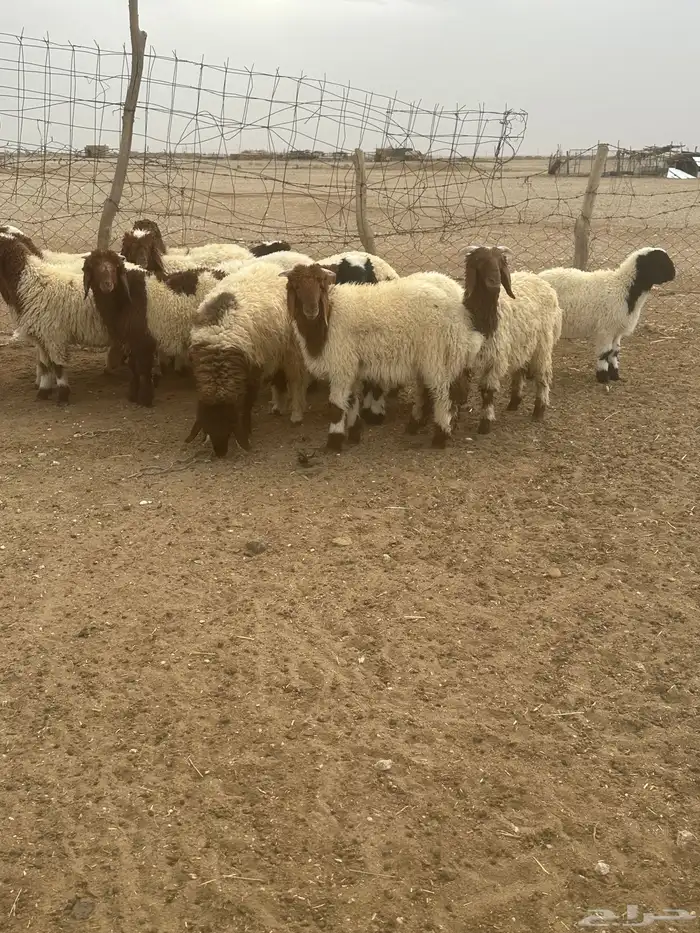 خروفان ورخال نعيم 1