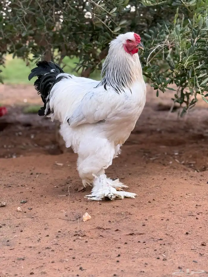 بيض براهما كولمبي كونك 0