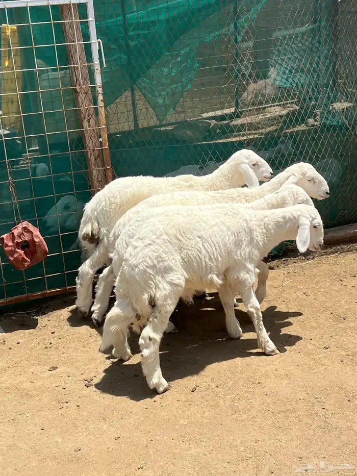 بهم 3