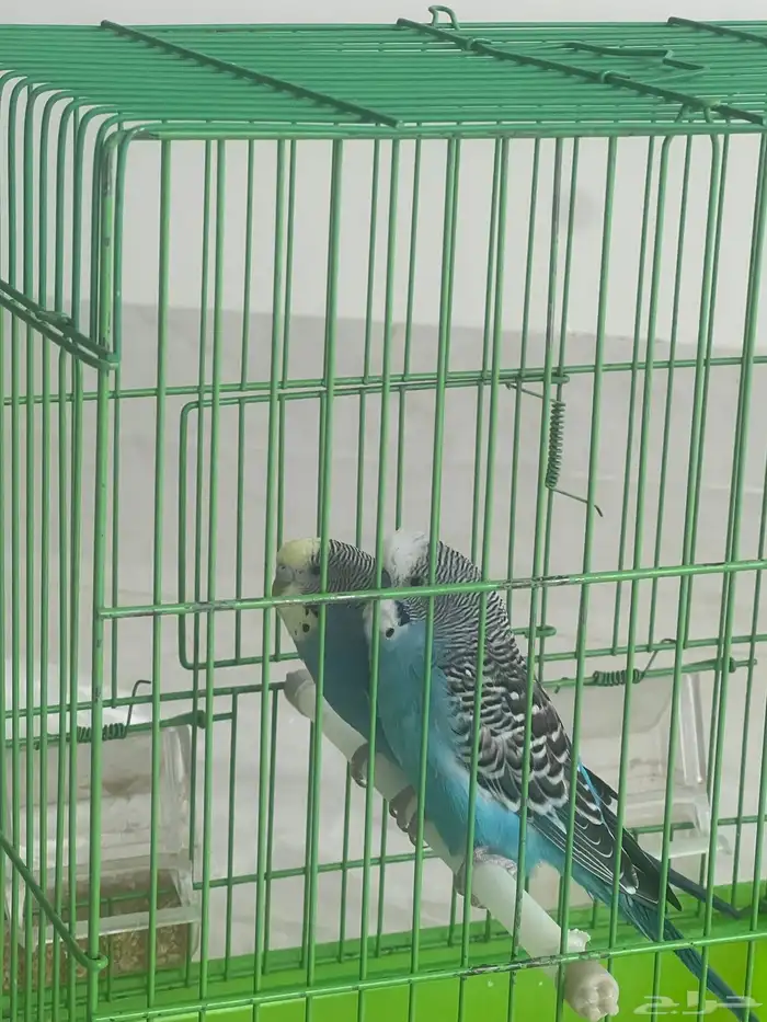 طيور زينه 1