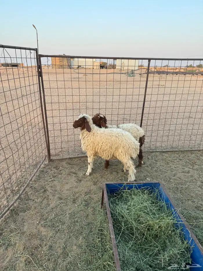 خرفان نعيم 1