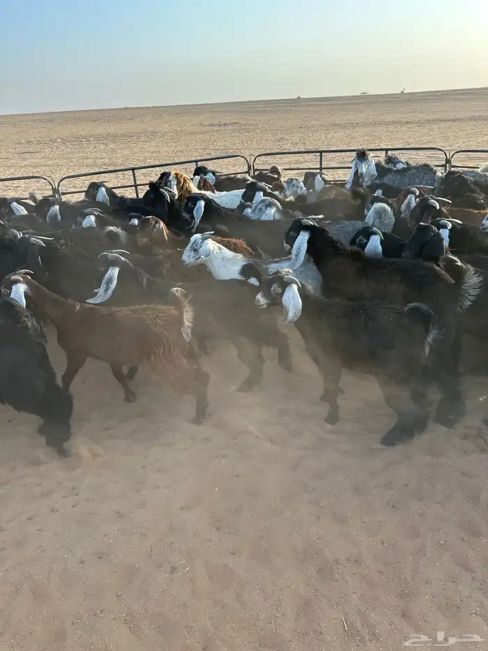 للبيع تيوس 4