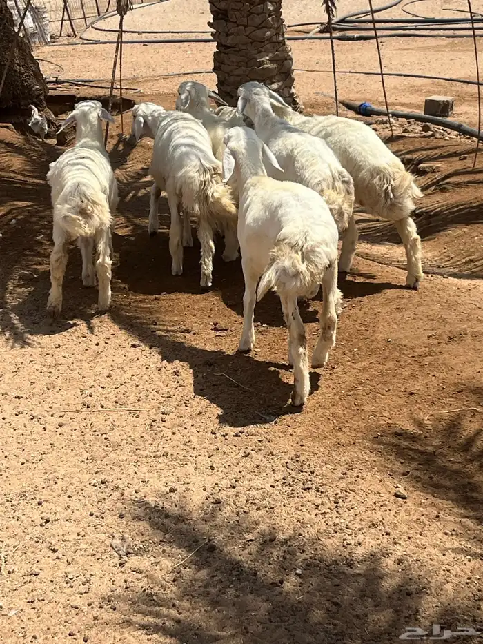 طليان حريات 2