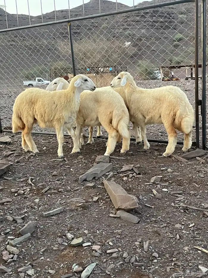 5 رخال حريه 0