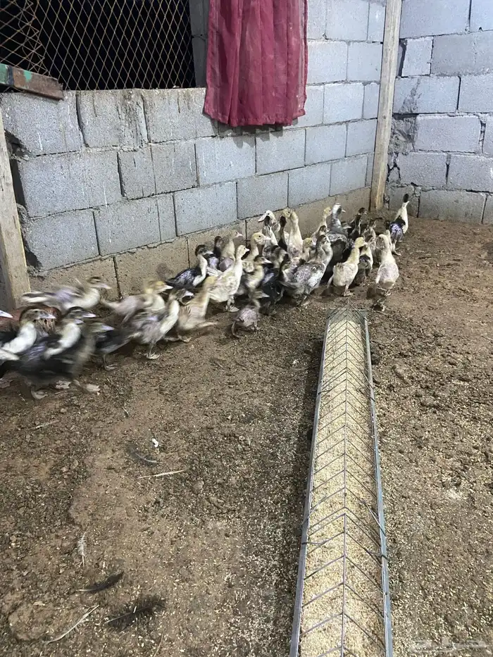 فروخ بط مصري بح 0