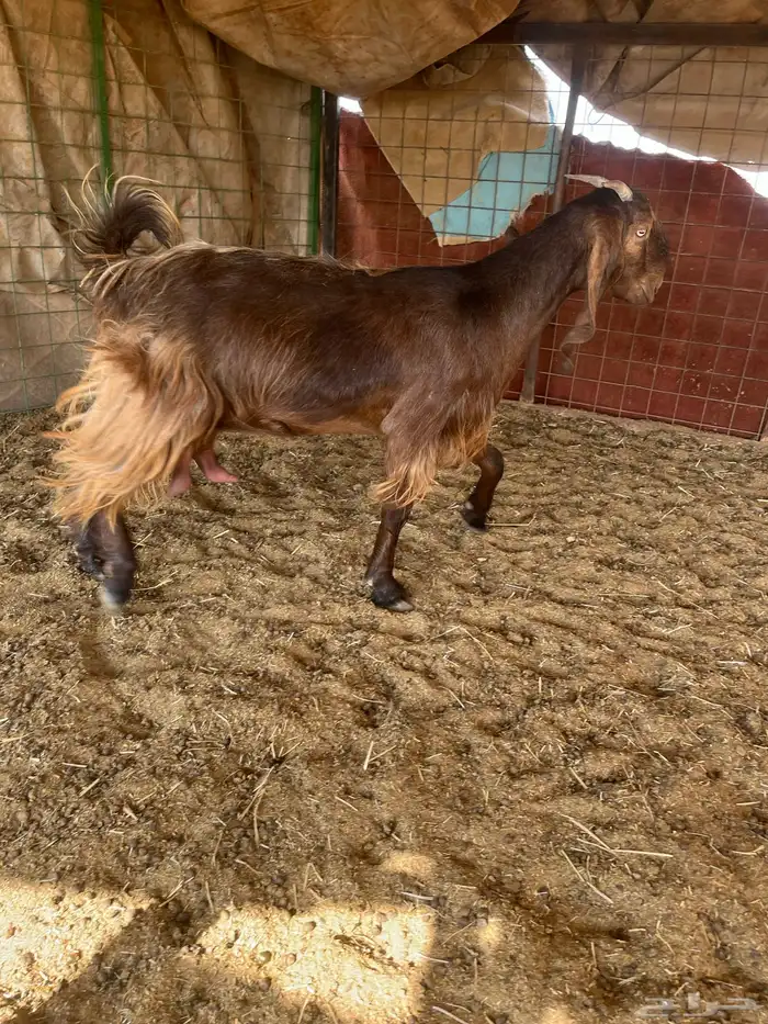 جفرات حيل فاخرات 6