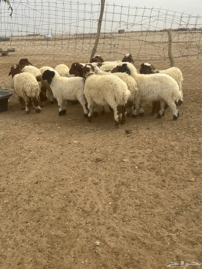 خروفان ورخال نعيم 0