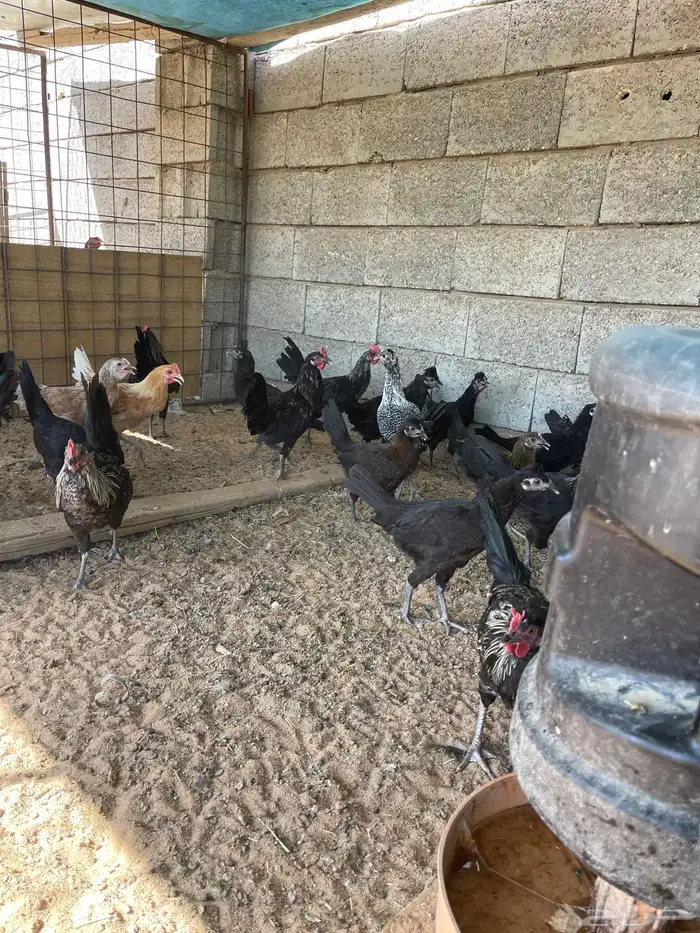 دجاج بشاير وديوك للبيع 1
