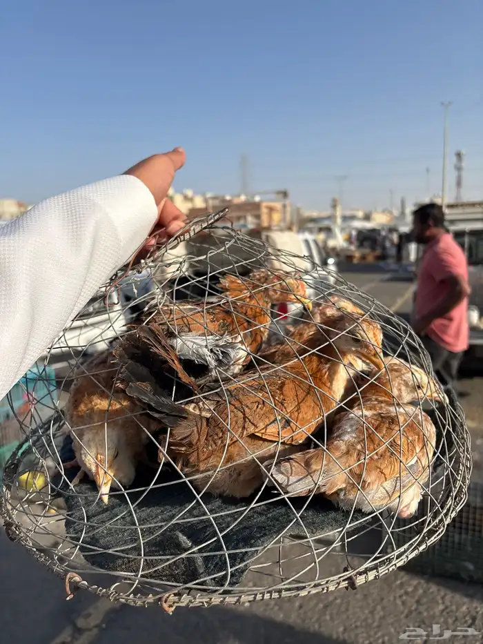 فروخ بلدي 1
