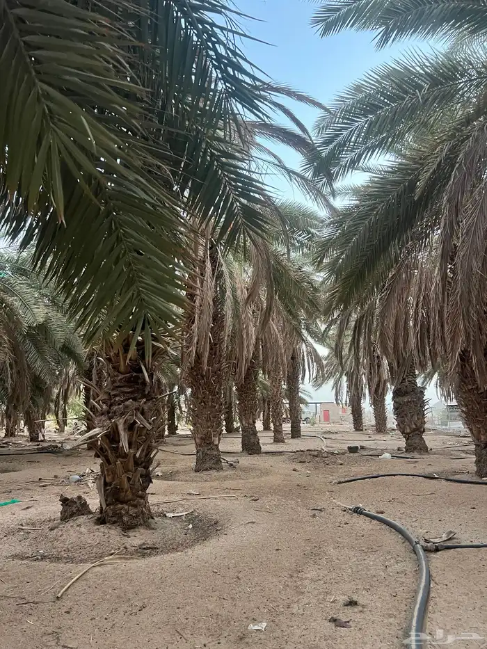 للبيع نخل باطوال مختلفة 10