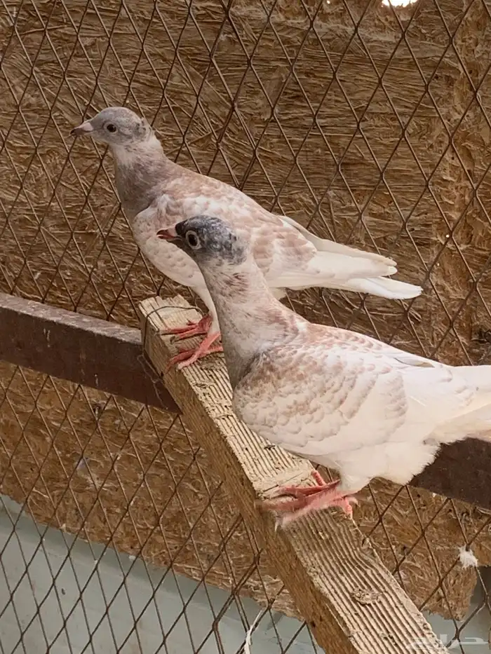 زاجل مميز للبيع ( طبات ) 0