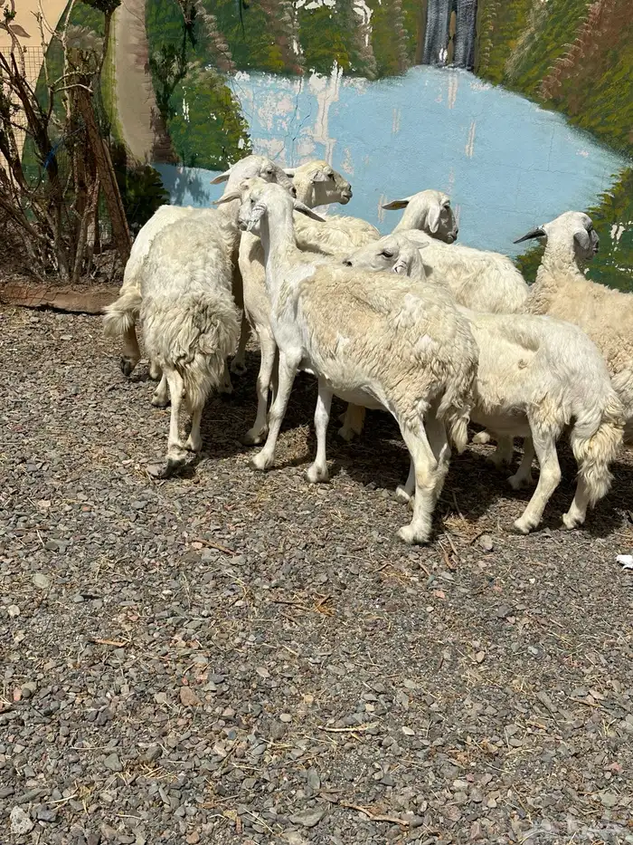 ضأن حريات دفيع وضريع باين 7
