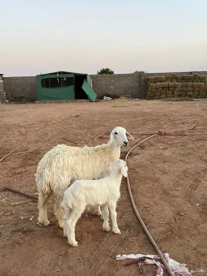 للبيع جذعه والد 2