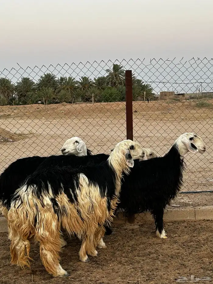 غنم نجد 1