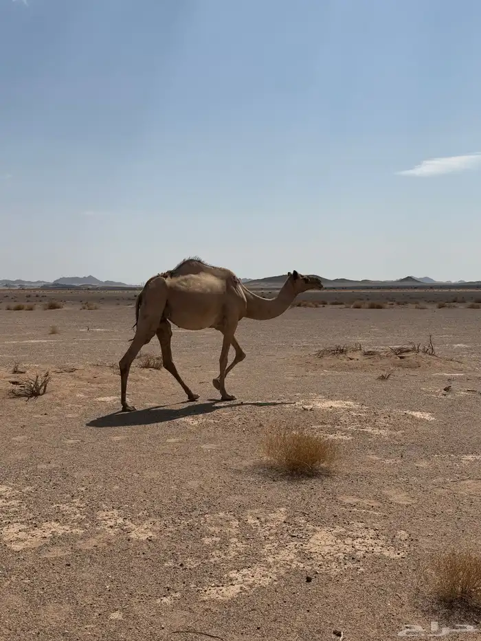 عشرا ساسها من زمل الحرار وهي حره وتحتها قعود 6