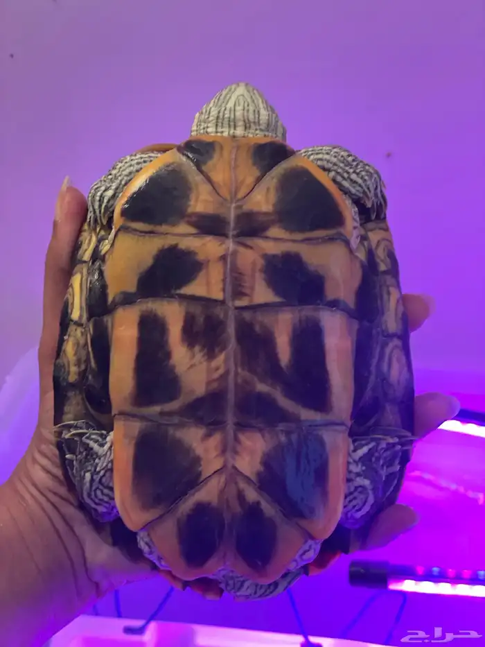 سلاحف برمائيه احجام كبيره 8