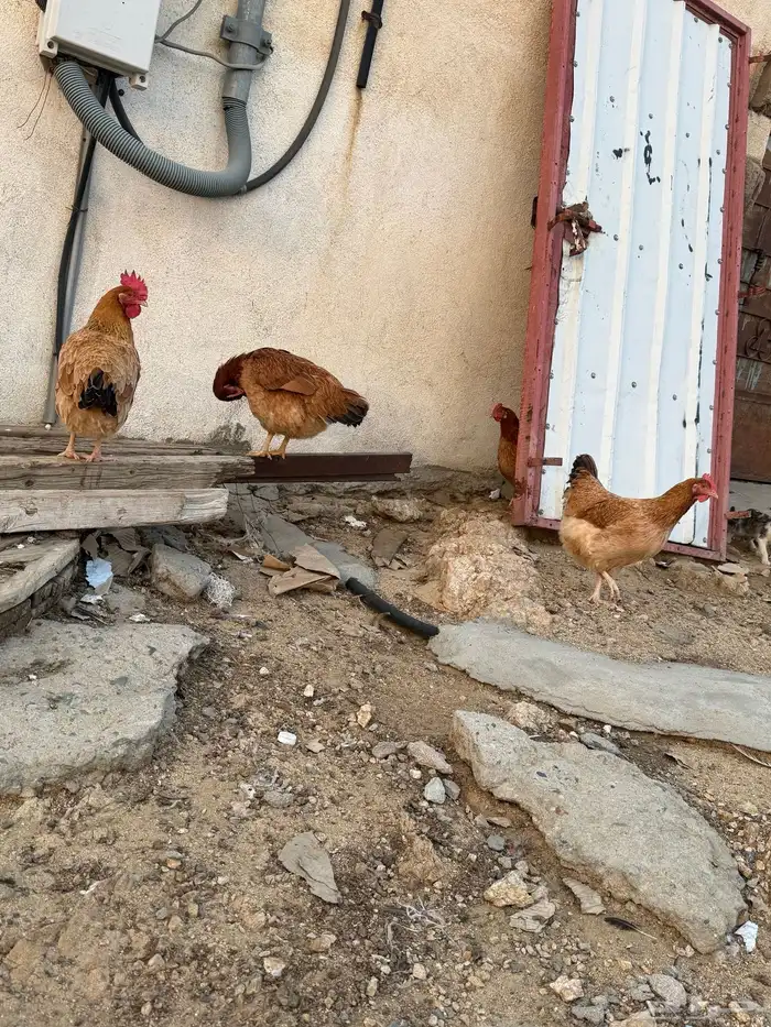 دجاج فرنسي اصل 7