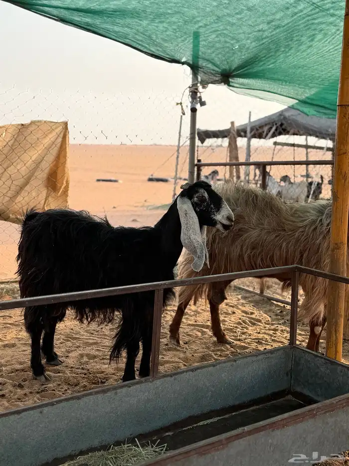 معزا مقرعات 2 1