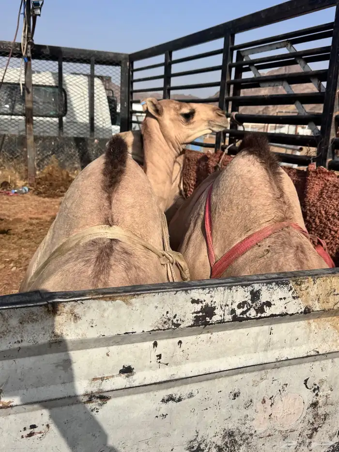 قعدان بلدي كفو وقعدان مستورد كفو ويوجد توصيل 3
