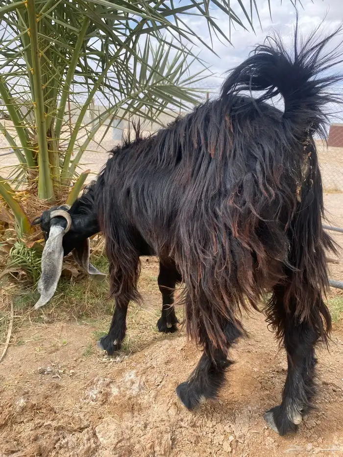 عنز طيبه بالحيل وسمين شرط 1
